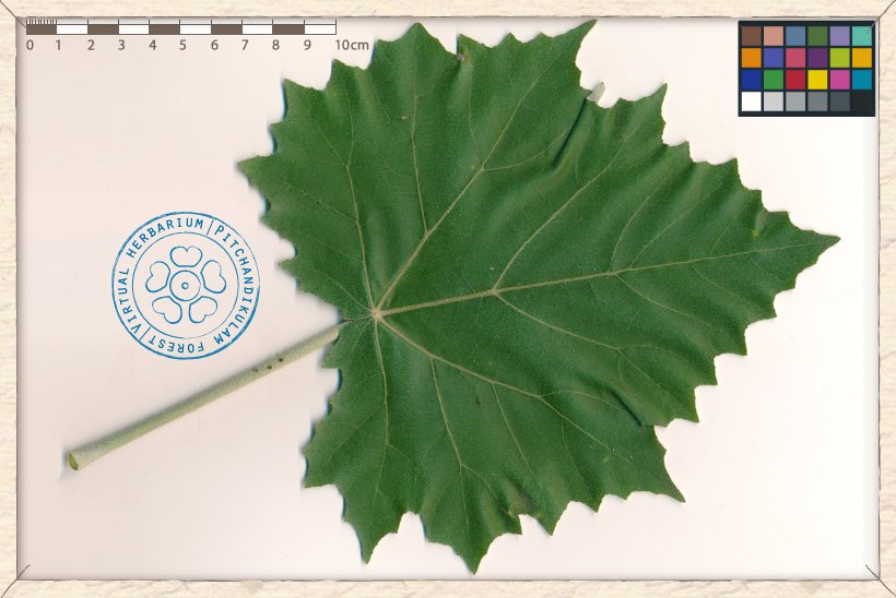 Givotia moluccana leaf (upper side)