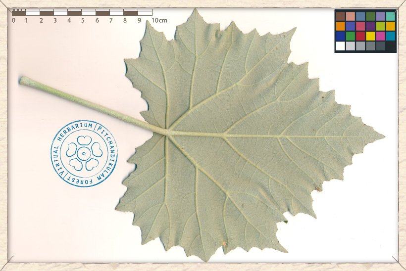 Givotia moluccana leaf (lower side)