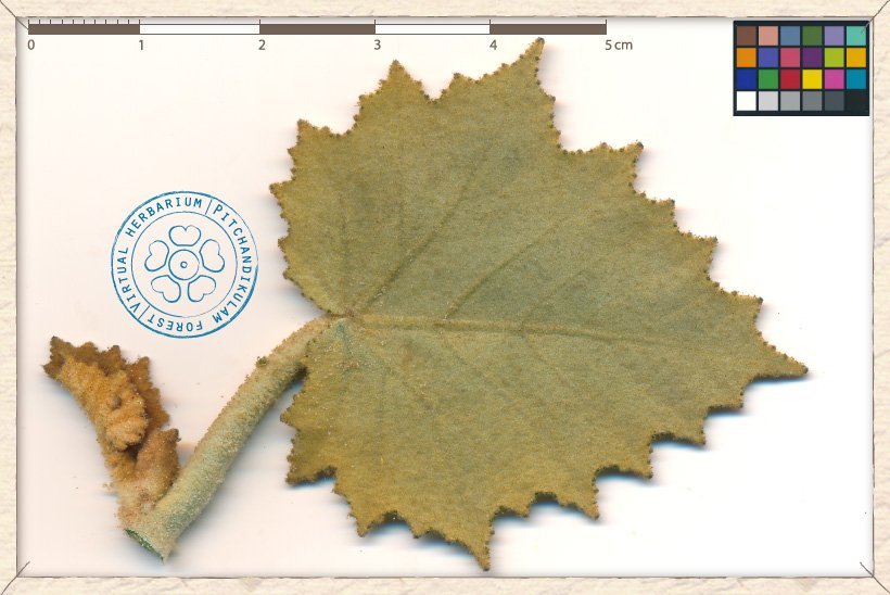 Givotia moluccana new leaves