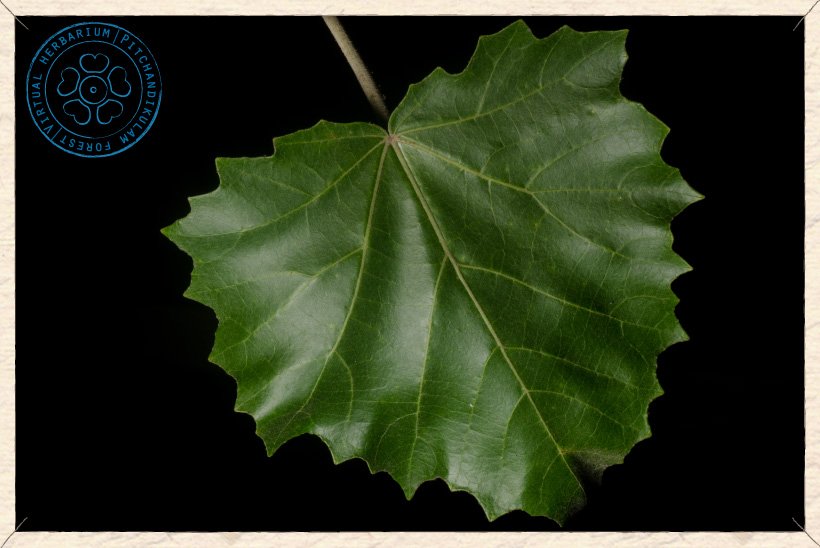 Givotia moluccana leaf (upper side)