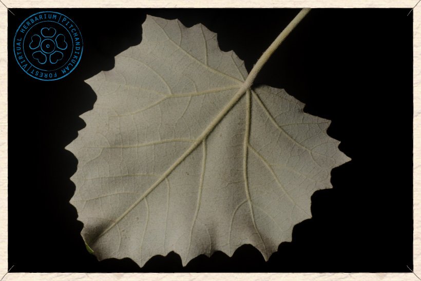 Givotia moluccana leaf (lower side)