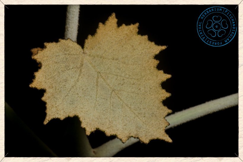 Givotia moluccana new leaf