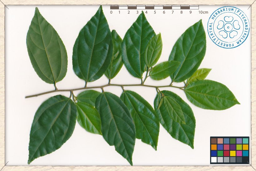 Grewia carpinifolia branchlet