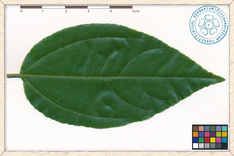 Grewia carpinifolia leaf (upper side)