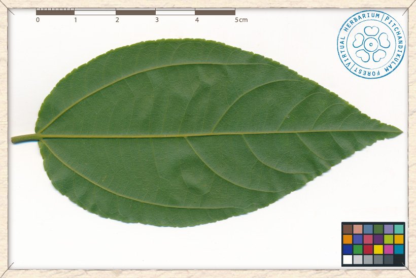 Grewia carpinifolia leaf (lower side)