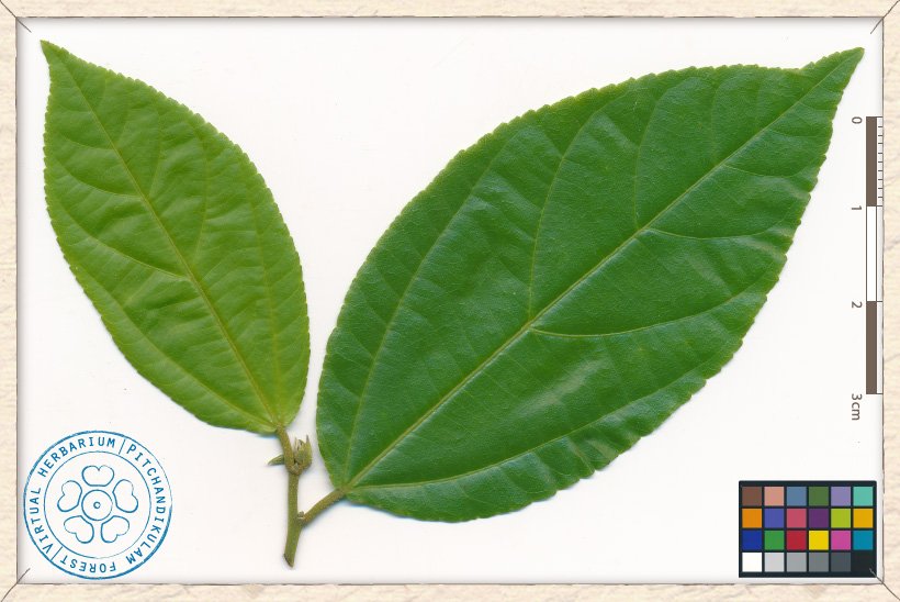 Grewia carpinifolia new leaves