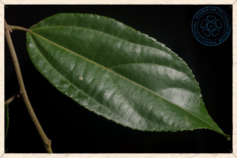 Grewia carpinifolia leaf (upper side)