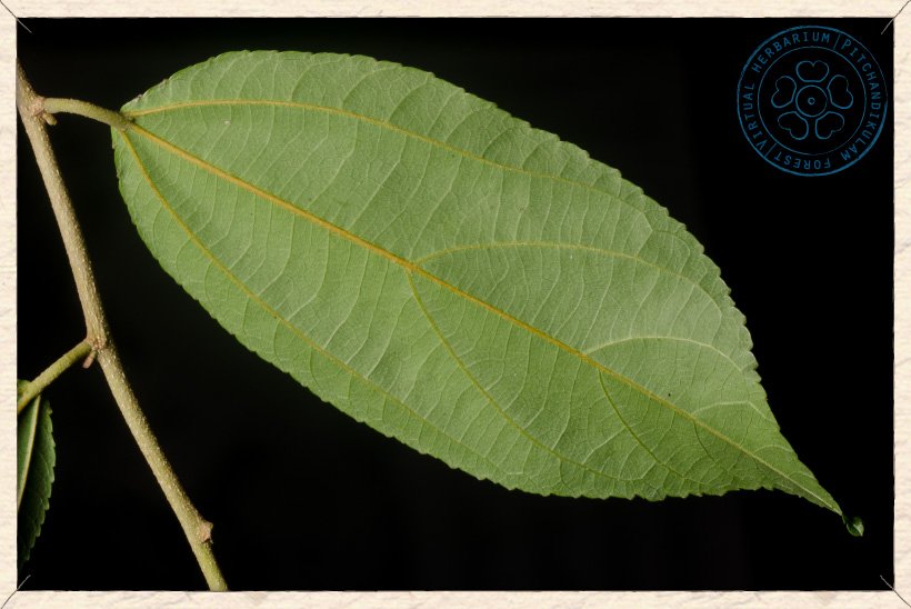 Grewia carpinifolia leaf (lower side)