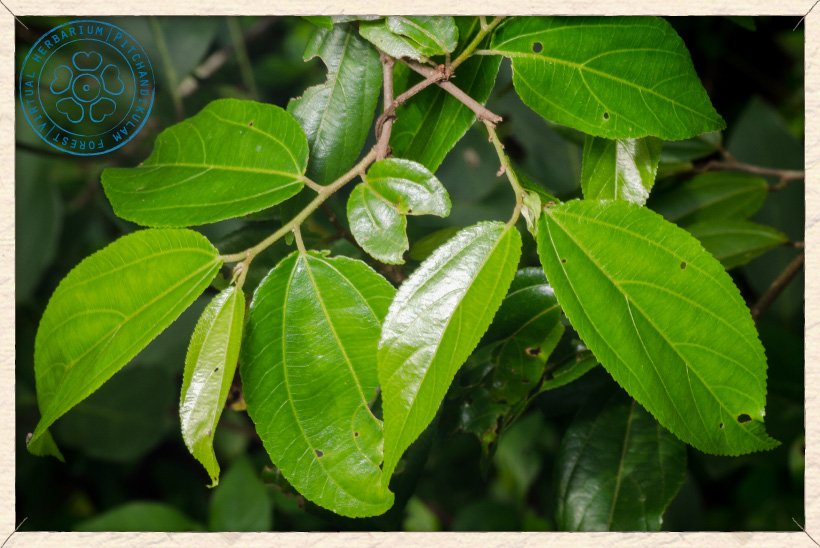 Grewia carpinifolia new leaves