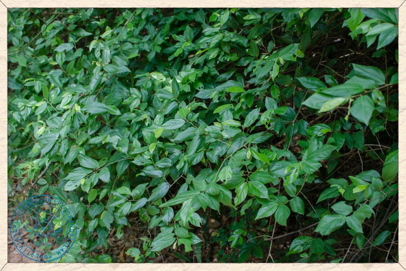Grewia carpinifolia foliage