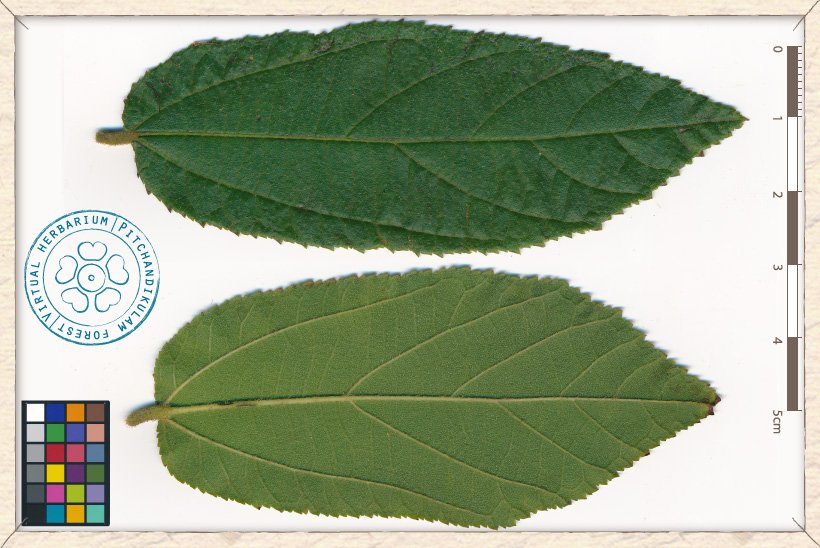 Grewia flavescens leaf (upper and lower sides)
