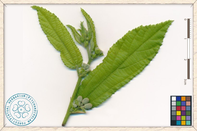 Grewia flavescens shoot