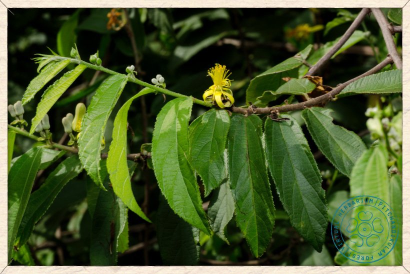 Grewia flavescens twig