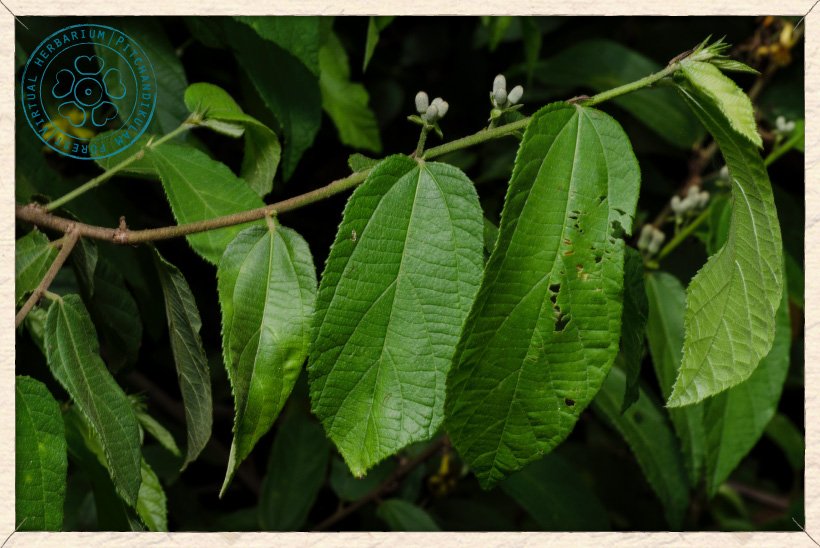 Grewia flavescens branchlet