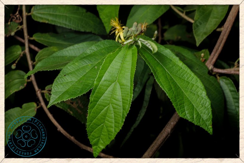 Grewia flavescens leaves