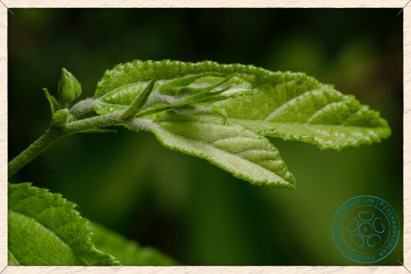 Grewia flavescens shoot (with cyme buds enclosed into the bracts)
