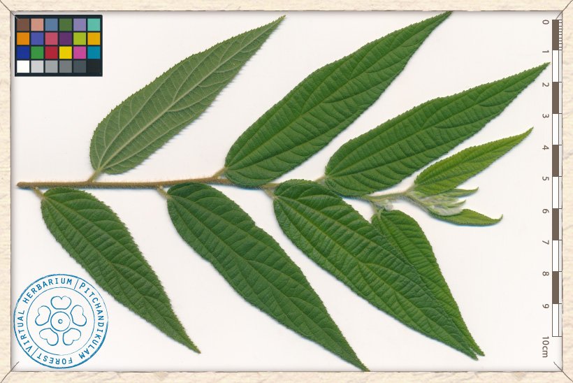 Grewia hirsuta branchlet