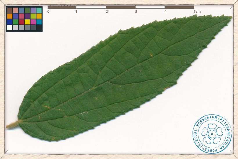 Grewia hirsuta leaf (upper side)
