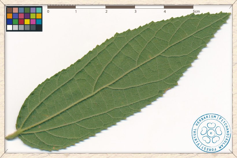 Grewia hirsuta leaf (lower side)