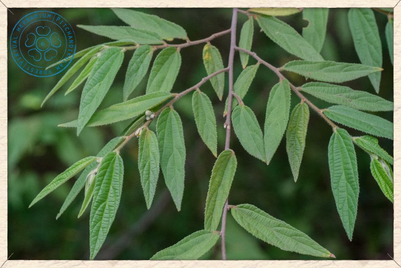 Grewia hirsuta foliage