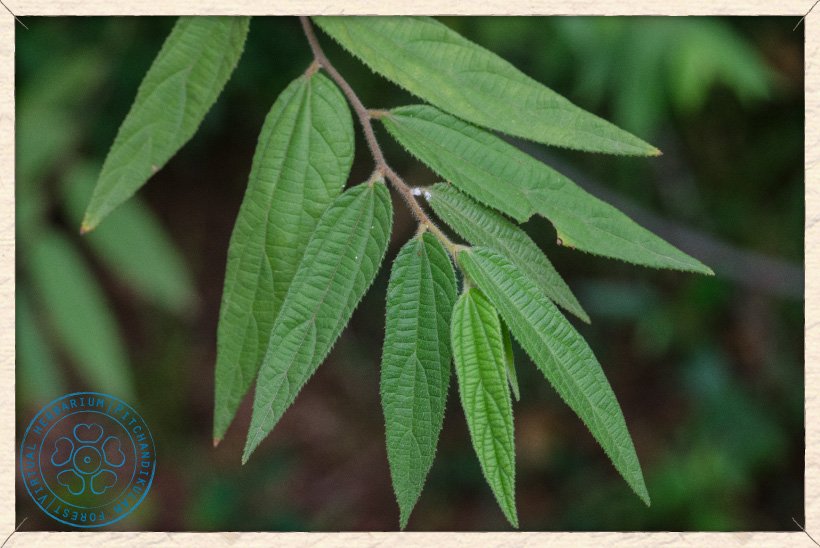 Grewia hirsuta branchlet