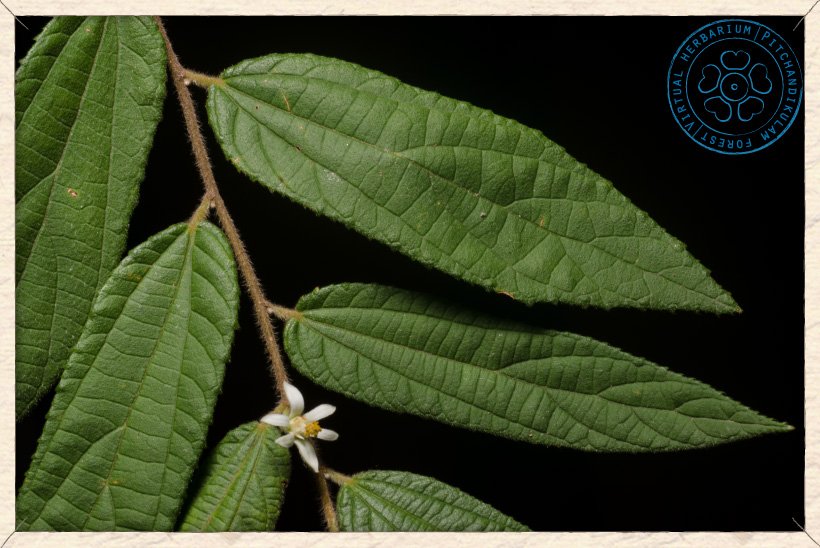 Grewia hirsuta leaves (upper side)