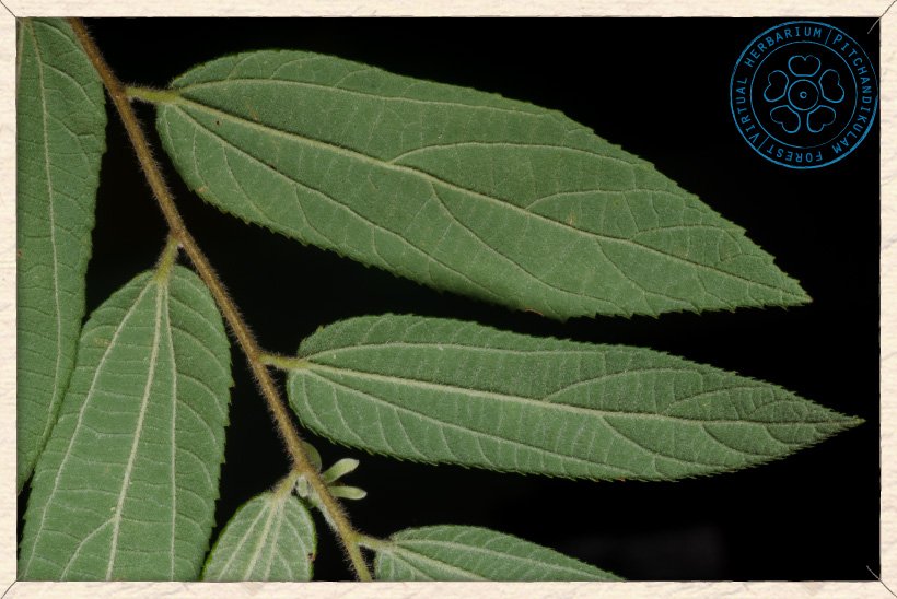 Grewia hirsuta leaves (lower side)