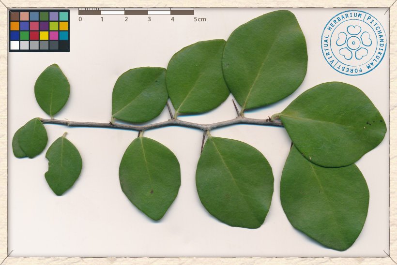 Gymnosporia emarginata branchlet