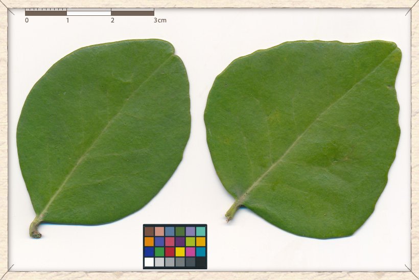 Gymnosporia emarginata leaves (upper sides)