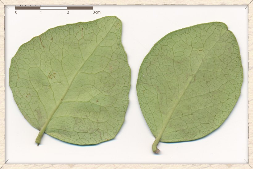 Gymnosporia emarginata leaves (lower sides)