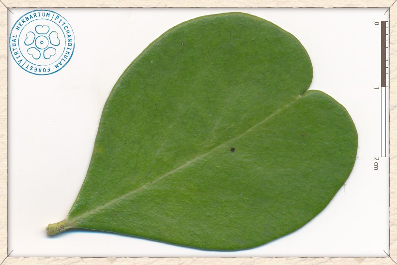 Gymnosporia emarginata heart-shaped leaf