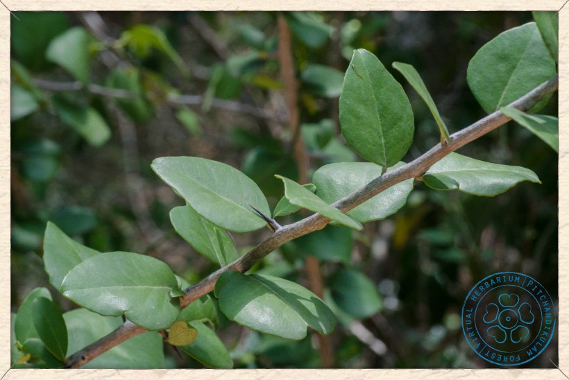 Gymnosporia emarginata branch