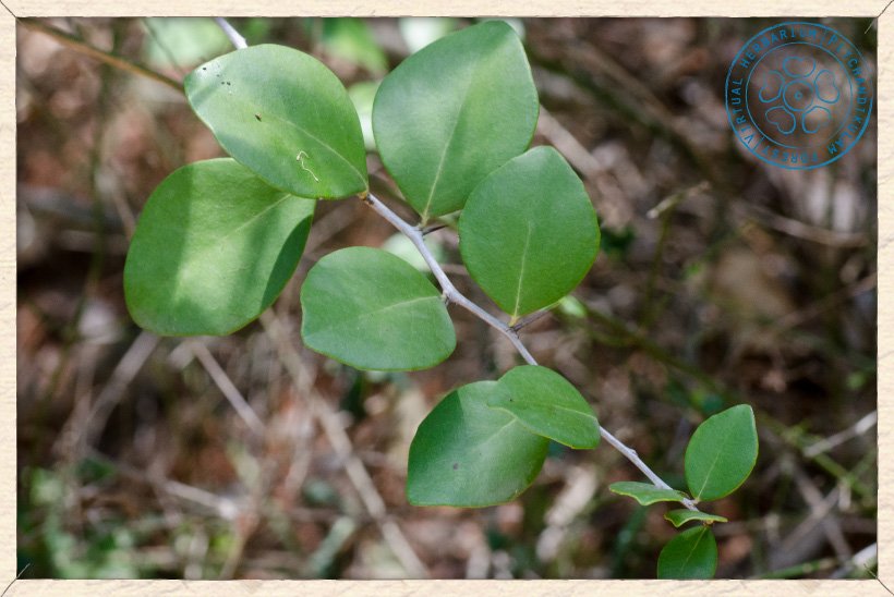 Gymnosporia emarginata branchlet