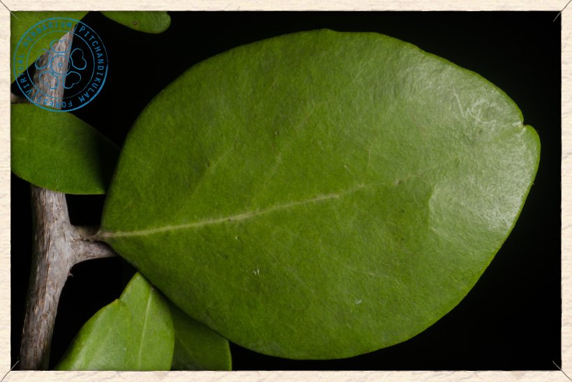 Gymnosporia emarginata leaf (upper side)