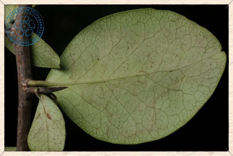 Gymnosporia emarginata leaf (lower side)