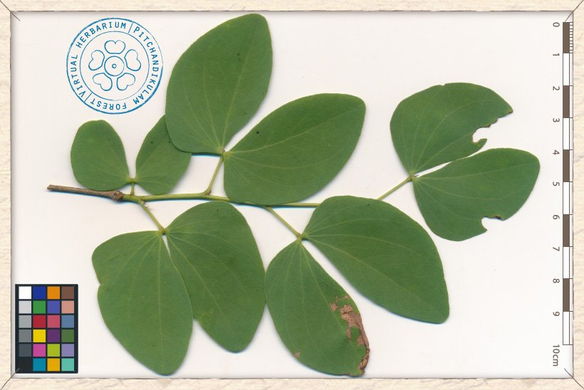 Hardwickia binata branchlet