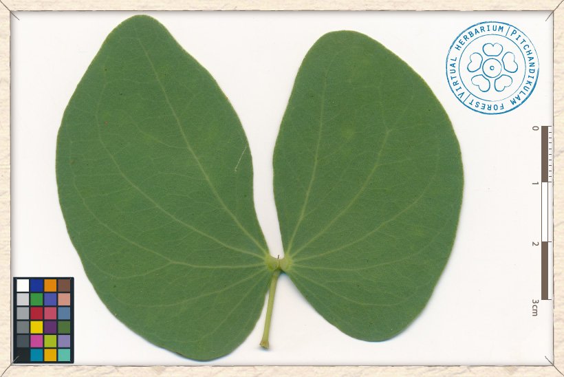 Hardwickia binata compound leaf (upper side)