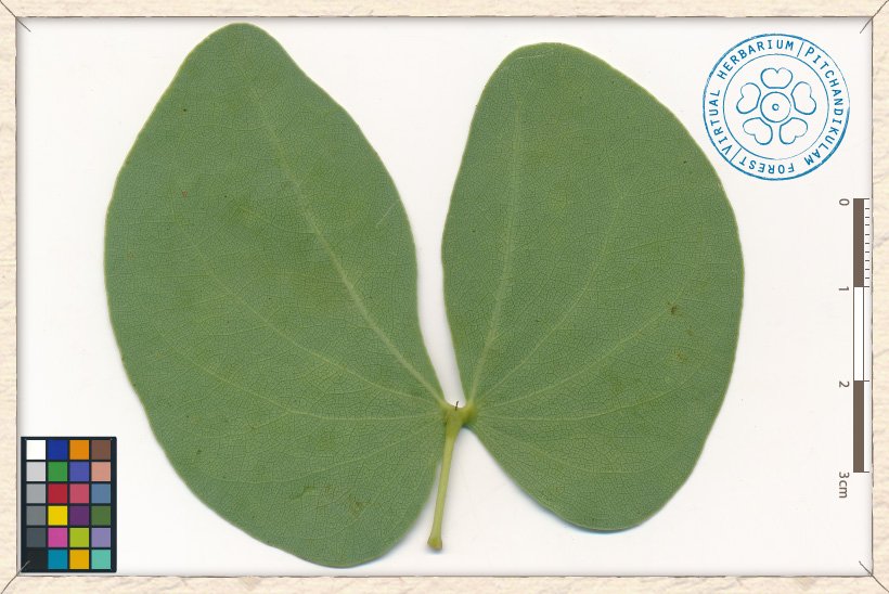 Hardwickia binata compound leaf (lower side)