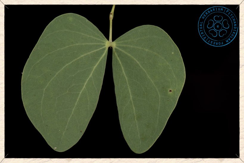 Hardwickia binata leaf (upper side)