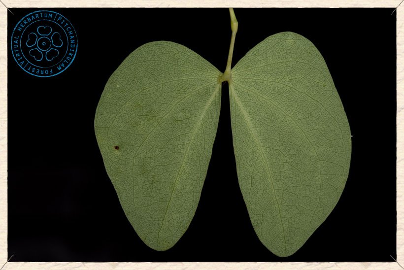 Hardwickia binata leaf (lower side)