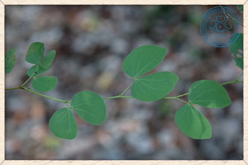 Hardwickia binata leaves