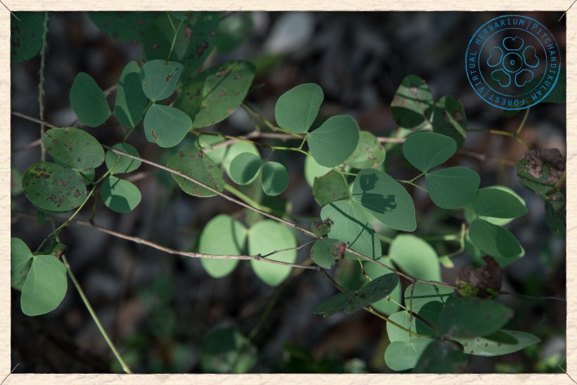 Hardwickia binata foliage