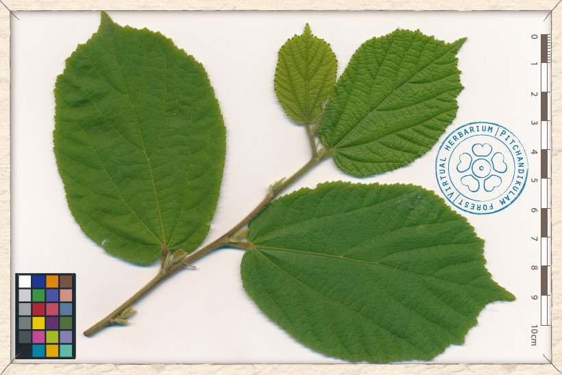 Helicteres isora twig