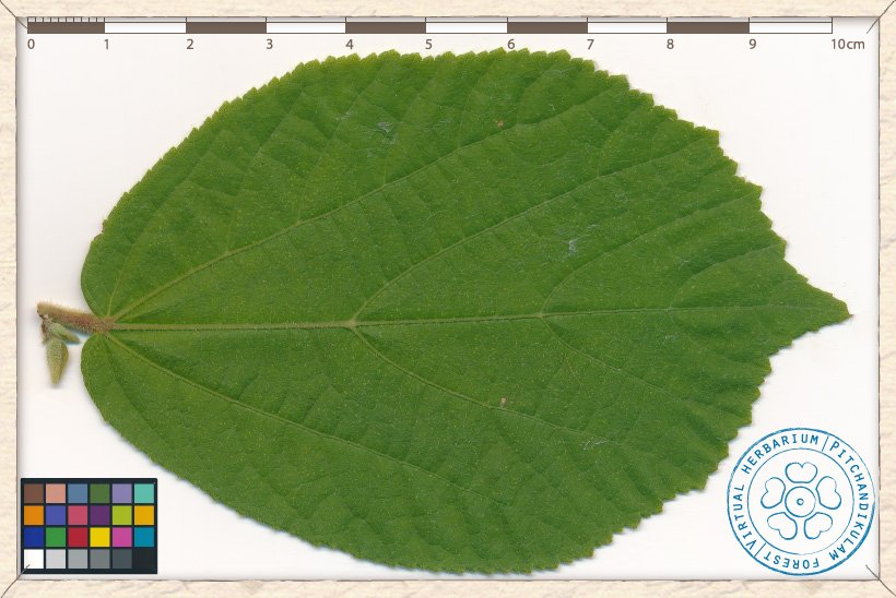 Helicteres isora leaf (upper side)