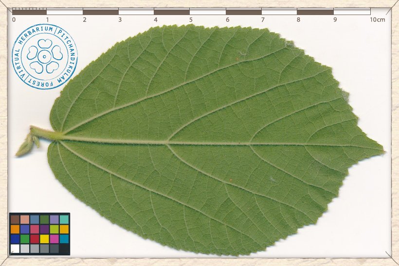 Helicteres isora leaf (lower side)