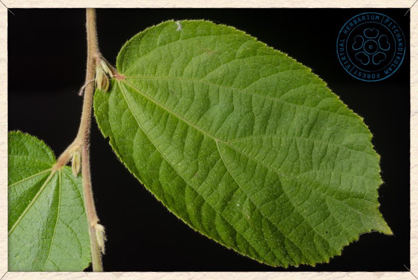 Helicteres isora leaf (upper side)