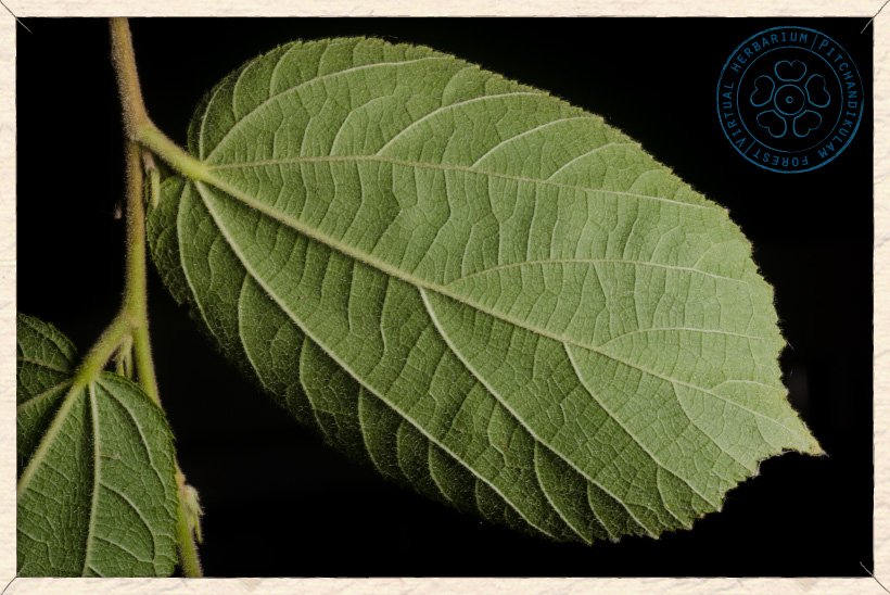 Helicteres isora leaf (lower side)