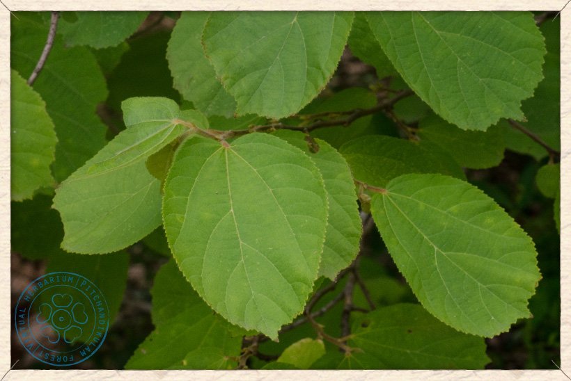 Helicteres isora foliage