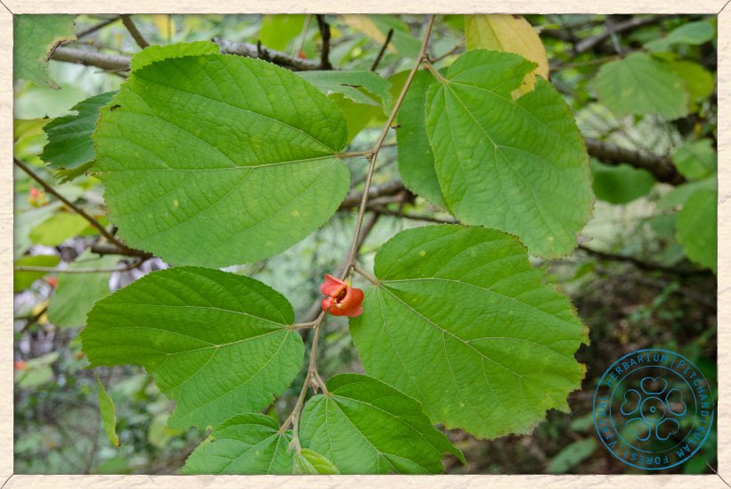 Helicteres isora leaves