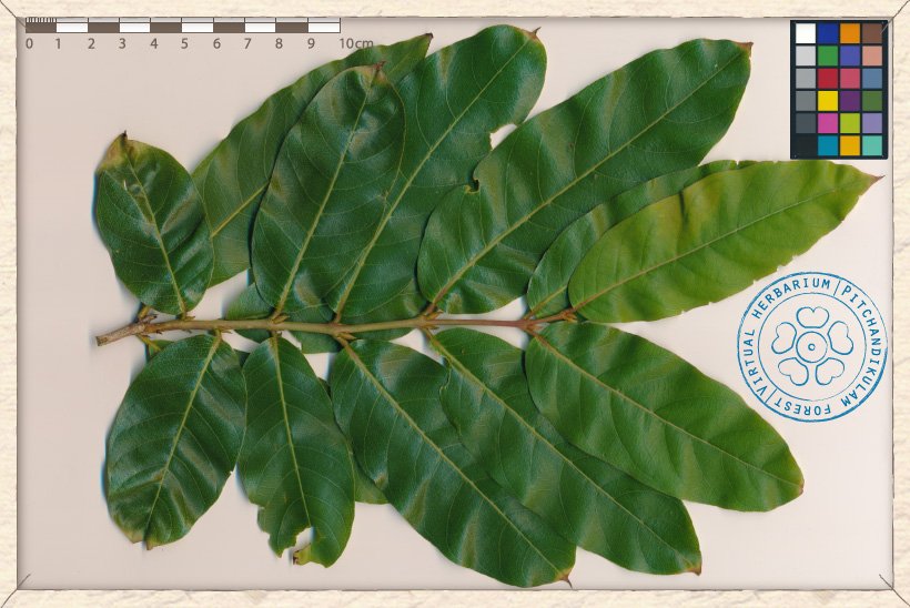 lagerstroemia_speciosa_leaf1.jpg